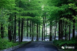 為尋烏點(diǎn)贊 我縣全面推行林長制，筑牢綠色生態(tài)屏障